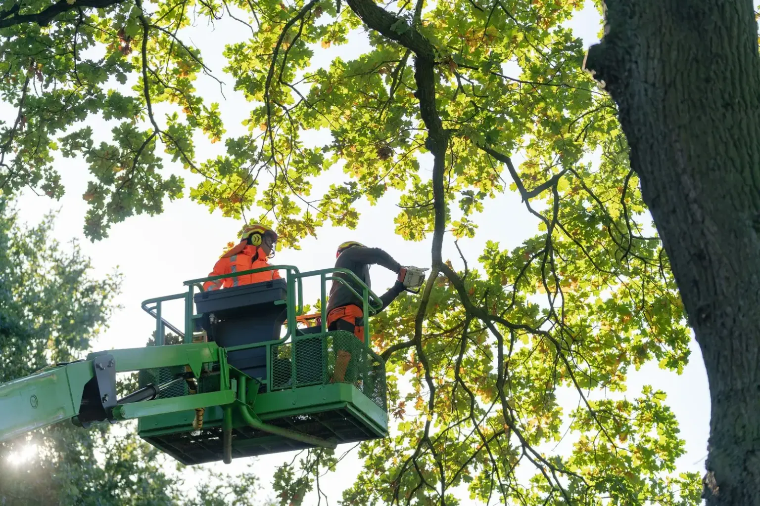 Baumpflege vom Hubsteiger in einer Baumkrone